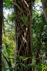 Cairns world-heritage-listed rainforests have nurtured countless species of plants and animals since before the dawn of time