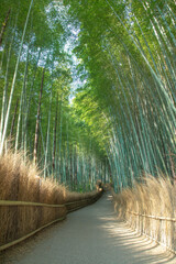 嵐山の竹林の小径
