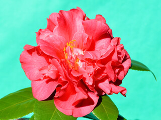 A closeup of a beautiful red camellia.