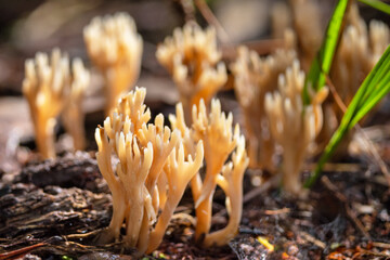 Fungi that look like they might belong to the genus Ramaria. Please check with an expert if...