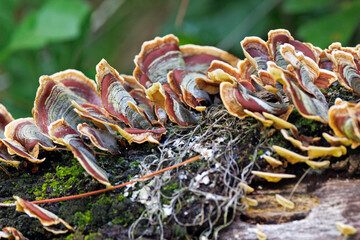 Fungi growing on a tree in Highlands Hammock State Park, Florida. It *might* be turkey tail...
