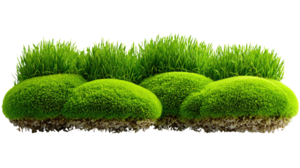 Green Mossy Knoll: A vibrant cluster of lush, emerald-green mossy knolls creates a visual display of natural texture. It's a testament to nature's understated elegance.