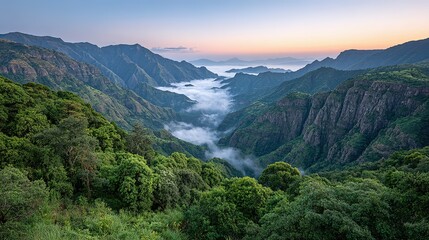 Obraz premium Misty mountain valley with lush forest foliage.