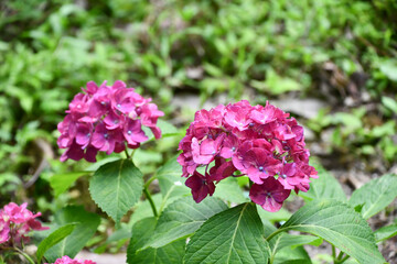 セイヨウアジサイ「パール」 Hydrangea macrophylla ‘Pearl’
