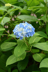 マキノヒメアジサイ