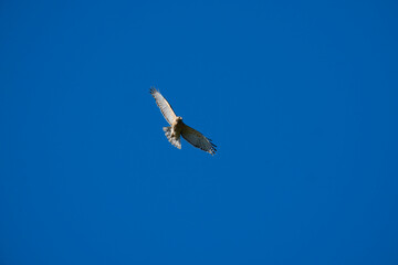 Red-Tailed Hawk Soaring Gracefully Against a Cloudless Blue Sky