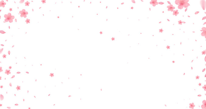 Cherry Blossoms Japanese Pattern Watercolor Background  from full bloom in spring fluttering in the wind on a white background