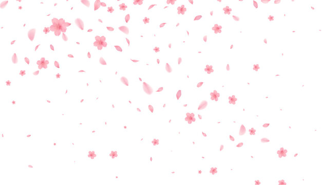Cherry Blossoms Japanese Pattern Watercolor Background  from full bloom in spring fluttering in the wind on a white background
