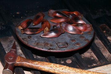 Araucaria pine nut roasted in a rustic way on a hot surface in the fire