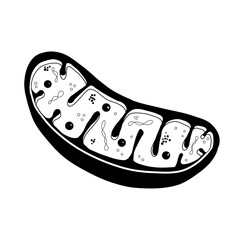 Monochrome icon of a mitochondrion in cross-section. This detailed vector illustration highlights the inner and outer membranes, the folded inner structures known as cristae, the mitochondrial matrix
