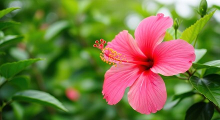 Obraz premium Vibrant Pink Hibiscus Flower Blooming in a Lush Green Garden