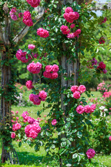 Scene of beautiful pink roses blooming on supports in a rose garden.