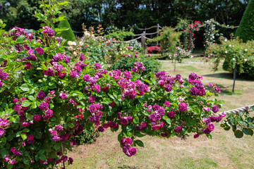 Beautiful pale purple rose flowers blooming in a rose garden in Izu.
