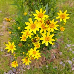 yellow flowers in the garden
