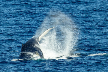 Fototapeta premium Humpback Whale migrating north along the east coast of Australia