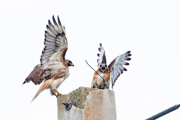 Red-tailed hawk (Buteo jamaicensis) in Lakewood Ranch, Florida