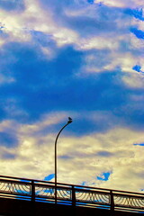 雲のある空と街灯にとまる鳥
