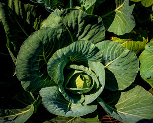Kale, also known as leaf cabbage, is a leafy green from the Brassica oleracea family, prized for...