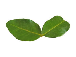 Fresh green leaf macro isolated on a white background