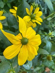 yellow flower