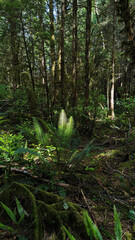 Lush green forest with sunlit fern. The ground is carpeted with moss, while tall, slender tree...