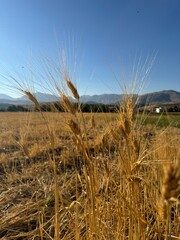 field of wheat