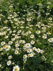 field of daisies