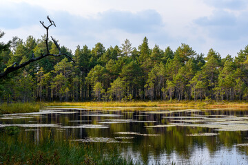 Selisoo bog system in Estonia at day's end. Calm water with lily pads reflects forest, framed by...