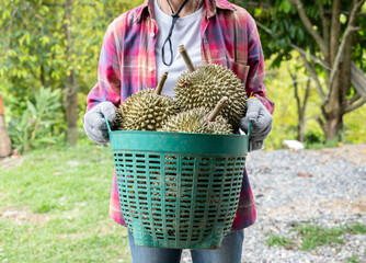 Cropped shot view of market vendor holding a basket containing durians. Durian is the 