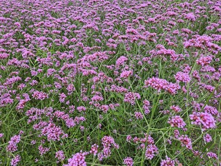 Field of Purple Verbena Flowers in Full Bloom