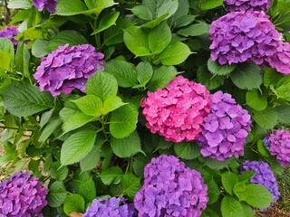 pink and purple hydrangea flowers
