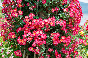 Beautiful red cocktail rose flower blooming in a garden in Nagano.
