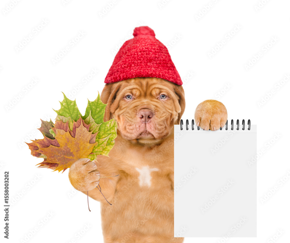 Poster sad mastiff puppy wearing a warm hat with pompon holds dry colorful leaves and shows blank notepad. 