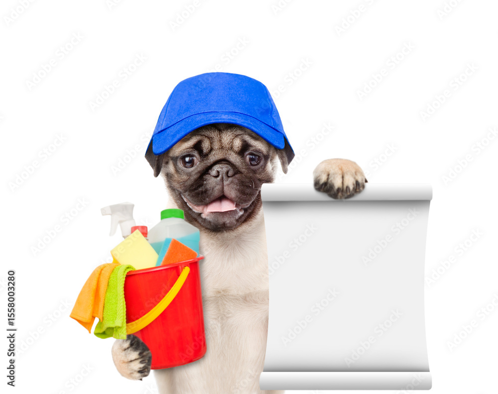 Poster cleaning concept. funny pug puppy dog wearing blue cap holds bucket with washing fluids in it paws a