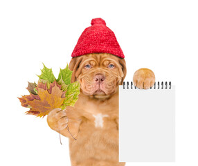 Sad Mastiff puppy wearing a warm hat with pompon holds dry colorful leaves and shows blank notepad....
