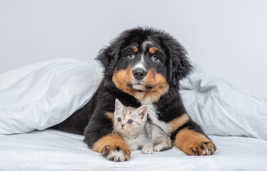 Young Bernese Mountain puppy hugs tiny kitten under warm blanket on a bed at home