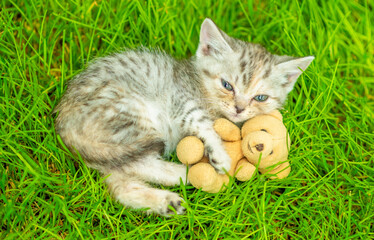 Cute tiny kitten hugs favorite toy bear on green grass at summer  park. Top down view