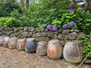Traditional Korean Jars and Hydrangeas Beside a Stone Wall