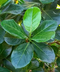 Jackfruit tree leaves with vibrant green color and prominent veins in natural sunlight. Close up of green leaves.