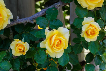 Beautiful deep yellow rose flowers blooming in a garden in Nagano.