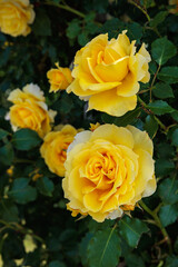 Close-up of beautiful yellow rose flowers blooming in a garden in Nagano.