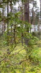 Lush and Vibrant Green Branches in a Peaceful and Serene Forest Setting, Perfect for Relaxation