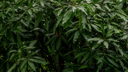 Dark green tropical leaves with a glossy surface, natural light and showcasing rich texture and...