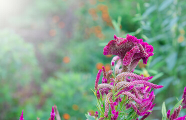 Naturally colorful flowers and fairy lights