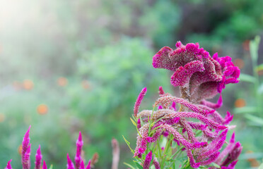 Naturally colorful flowers and fairy lights