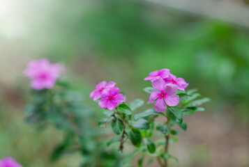 Naturally colorful flowers and fairy lights