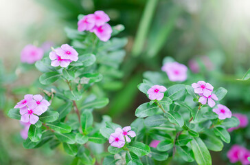 Naturally colorful flowers and fairy lights