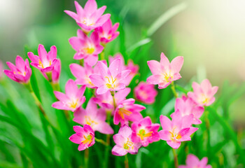 Naturally colorful flowers and fairy lights