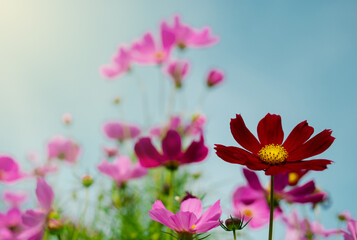Naturally colorful flowers and fairy lights