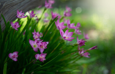 Naturally colorful flowers and fairy lights